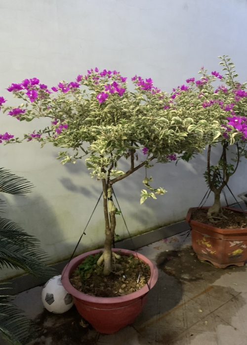 Cây hoa giấy, cây bông giấy